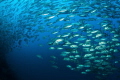   lot bigeye trevally 3000 came nowhere passed around us min They eventually started school tornado shape. Amazing encounter Balicasag Island Philippines. shape Philippines  